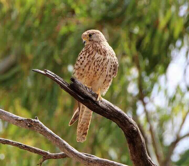 Common Kestrel